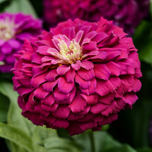 66930_800x800