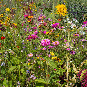 Bloemenmengsel - Snijbloemenmengsel