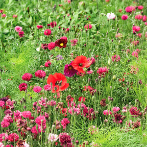 Bloemenmengsel - Avondrood