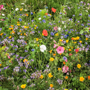 Bloemenmengsel - Vlinder Festival