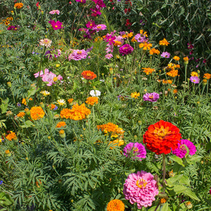 Bloemenmengsel - Bee Attraction