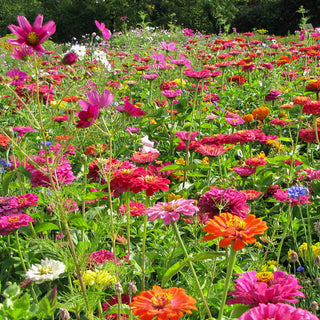 Bloemenmengsel Zomerfeest - BIO
