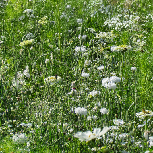 Bloemenmengsel White Shades