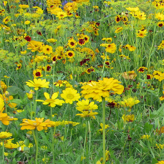 Bloemenmengsel Yellow Shades