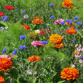 Bloemenmengsel Plukpret