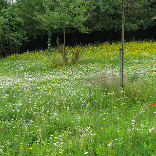 Bloemenmengsel - Wilde Weelde