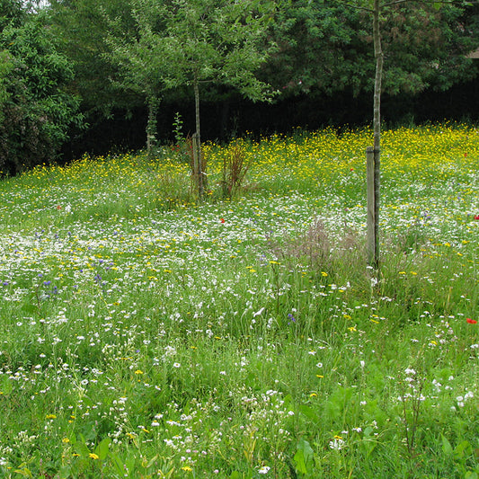 Bloemenmengsel - Wilde Weelde