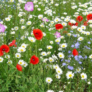 Bloemenmengsel - Wilde Weelde