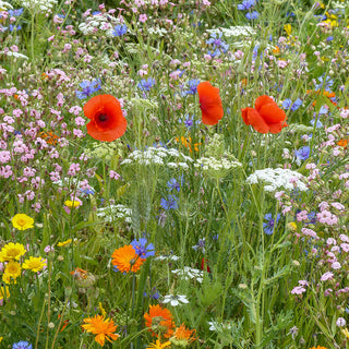Bloemenmengsel Wilde bloemen