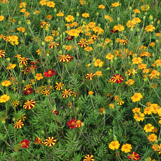 Bloemenmengsel Anti aaltjes