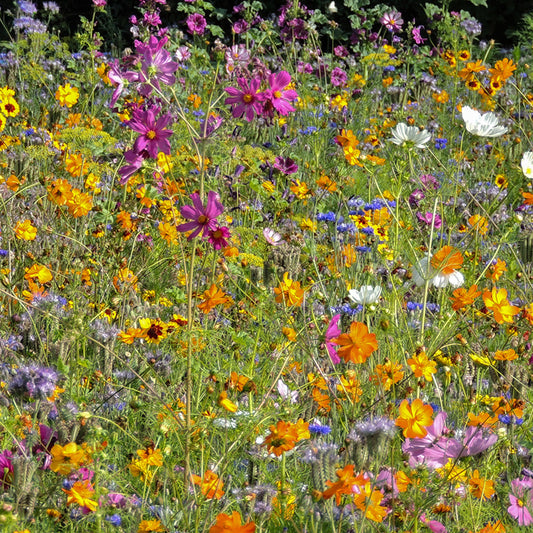 Bloemenmengsel - Bijen & Co