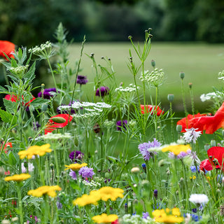 Bloemenmengsel - Bloemen uit de Natuur