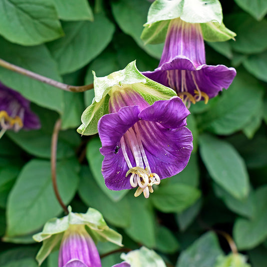 Klokwinde - Cobaea Violet
