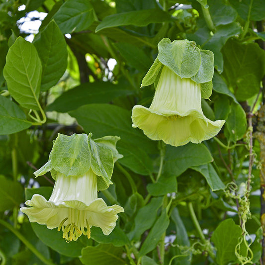Klokwinde - Cobaea Alba