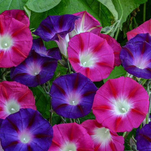 68350_800x800
