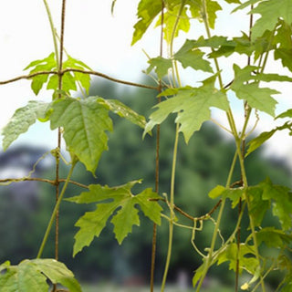 Jute net dun - Garland Products