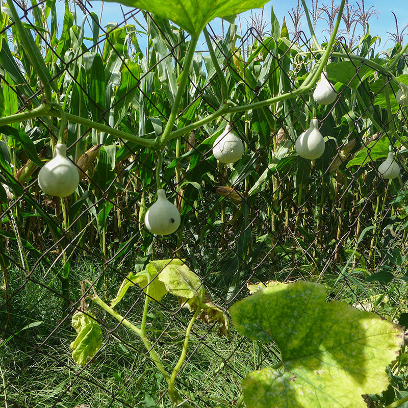 Sierkalebas - Dancing Ghost F1