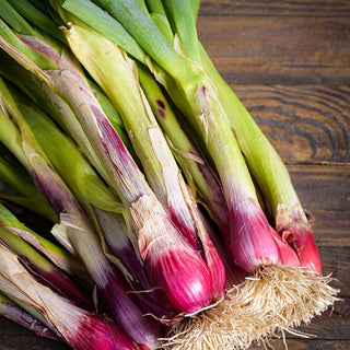 Stengelui - Red Toga