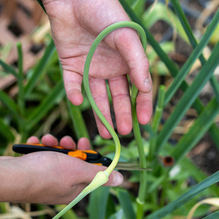 knoflookbloem verwijderen