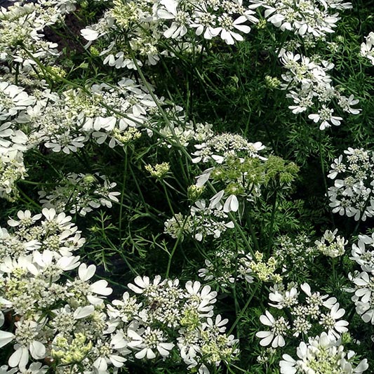 Orlaya grandiflora - Straalscherm - White Lace