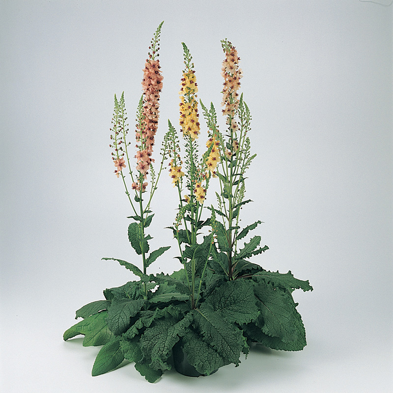 Verbascum x hybrida - Mottenkruid - Southern Charm