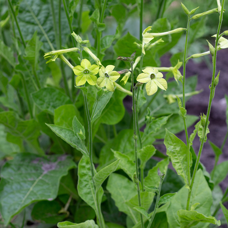 Nicotiana x sanderae - Tabaksplant - Lime Green