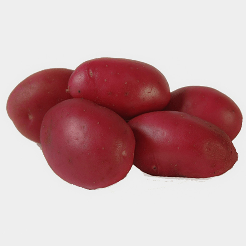 Solanum tuberosum - Pootaardappelen - Dunastar
