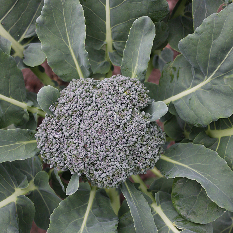 Brassica oleracea - Broccoli - Groene Calabrese