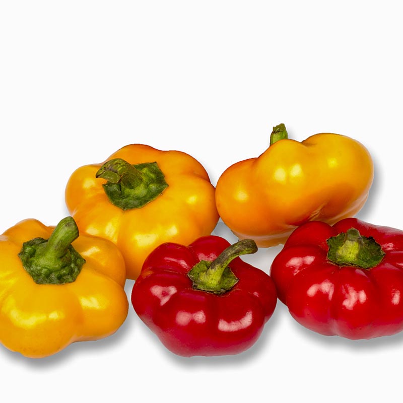 Capsicum frutescens - Snackpaprika - Topepo mix