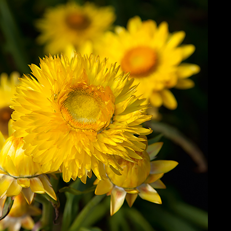 Helichrysum bracteatum - Strobloem - Hello Sunshine
