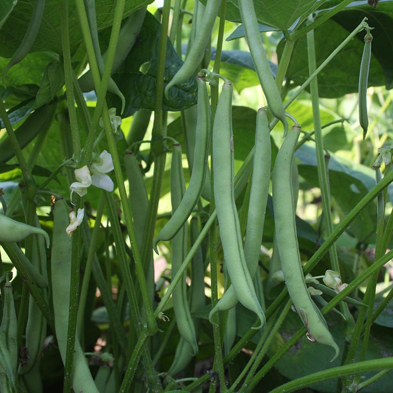 Phaseolus vulgaris - Stamslaboon - Dubbele witte zonder draad