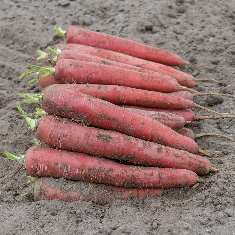  Daucus carota - Rode Zomerwortel - Red Sun F1