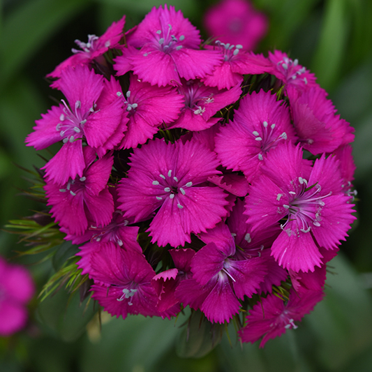 Dianthus barbatus  - Duizendschoon - Sweet Neon Purple