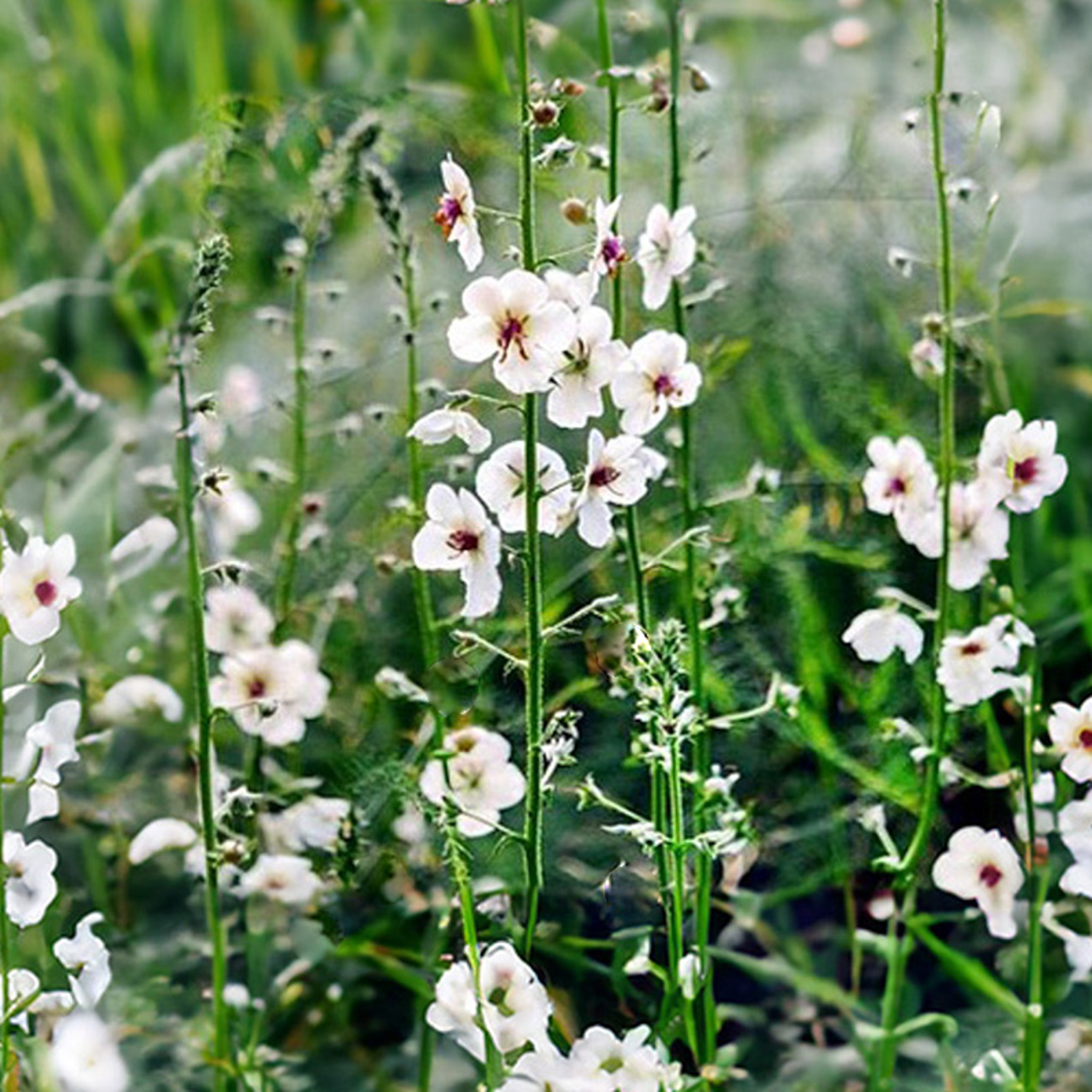 Verbascum blattaria f. - Mottenkruid - albiflorum