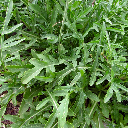 Diplotaxis tenuifolia - Wilde Rucola - Sylvetta