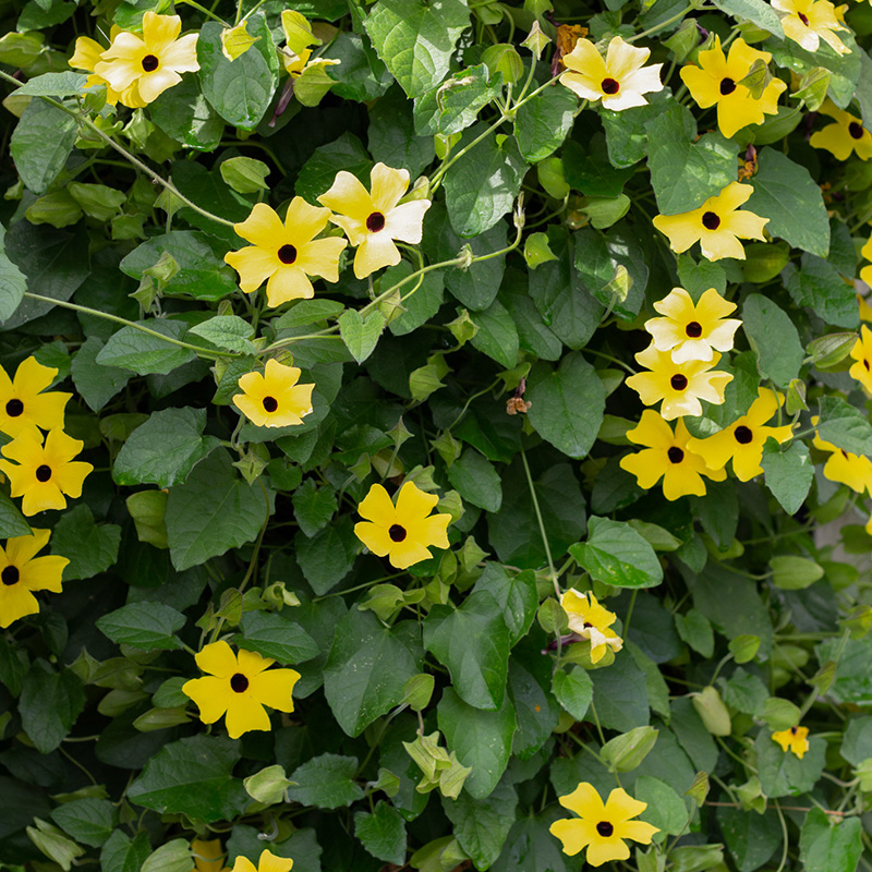 Thunbergia alata - Suzanne-met-de-mooie-ogen geel