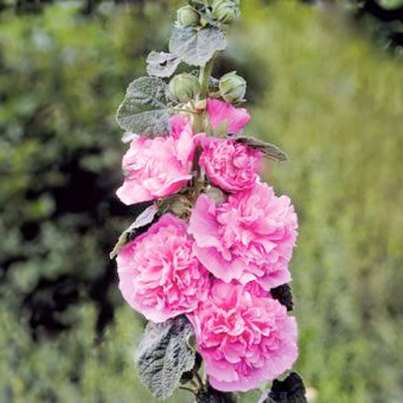 Alcea rosea plena - Stokroos - Chaters Pink