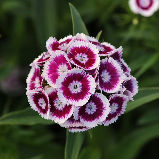 Dianthus barbatus  - Duizendschoon - Sweet Purple White Bicolor