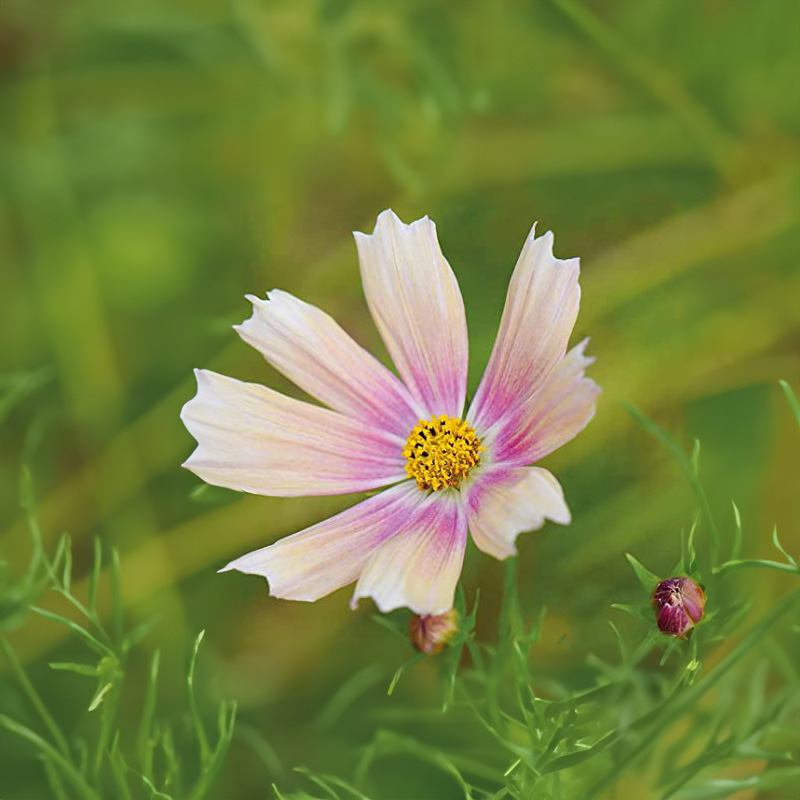 Cosmos bipinnatus - Cosmea - Apricot Lemonade