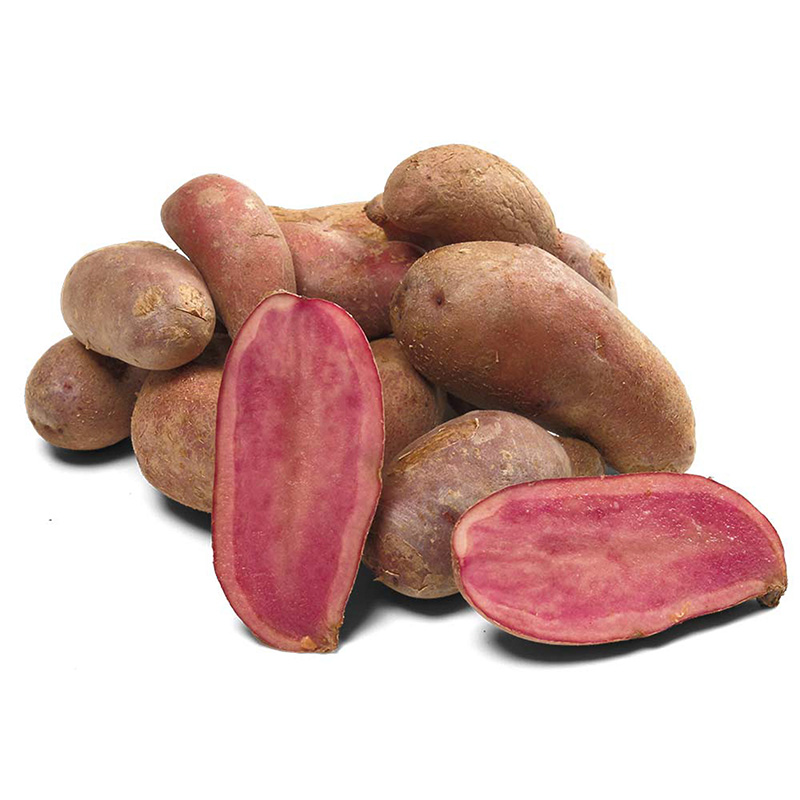 Solanum tuberosum - Pootaardappelen - Red Emma