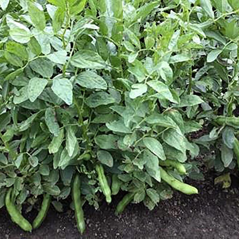 Phaseolus vulgaris - Tuinboon - Witkiem