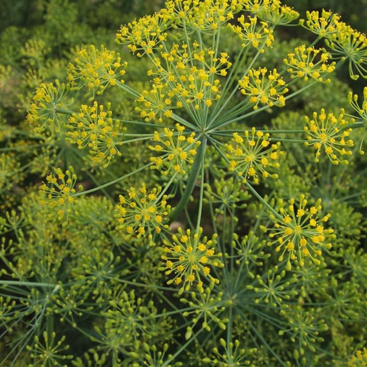 Allium schoenoprasum - Dille Bouquet