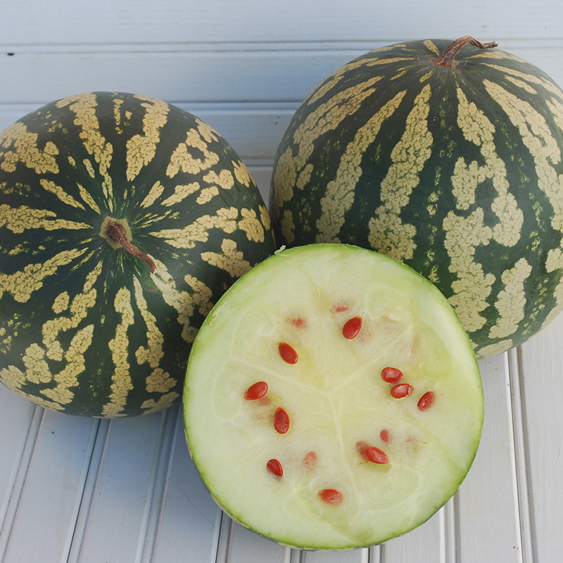 Citrullus lanatus - Watermeloen -  Citron (Red Seeded)