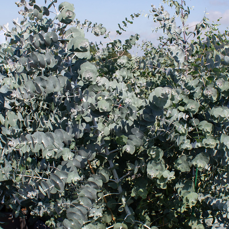 Eucalyptus cinerea - Gomboom - Silver Dollar