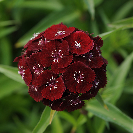 Dianthus barbatus  - Duizendschoon - Sweet Black Cherry