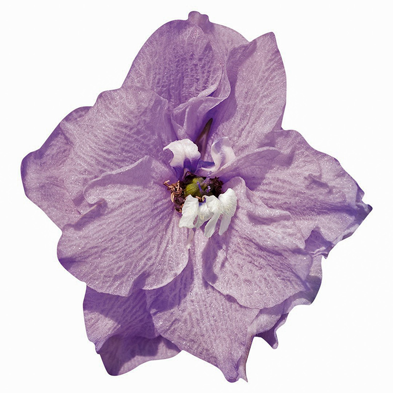Delphinium hybrida Pacific - Ridderspoor - Guinevere