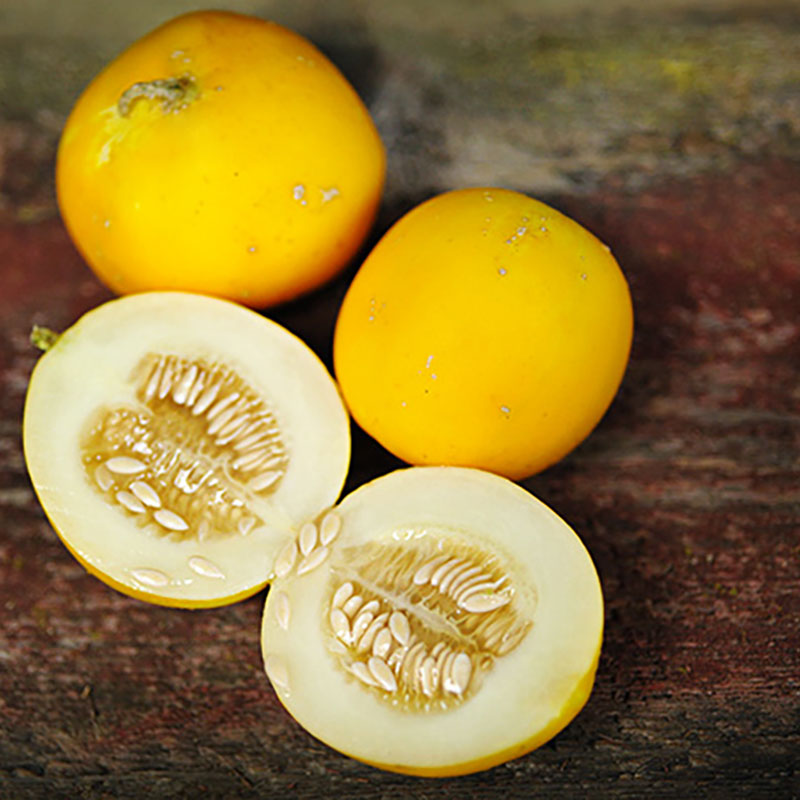 Cucumis melo - Meloen - Mango (Vine Peach)