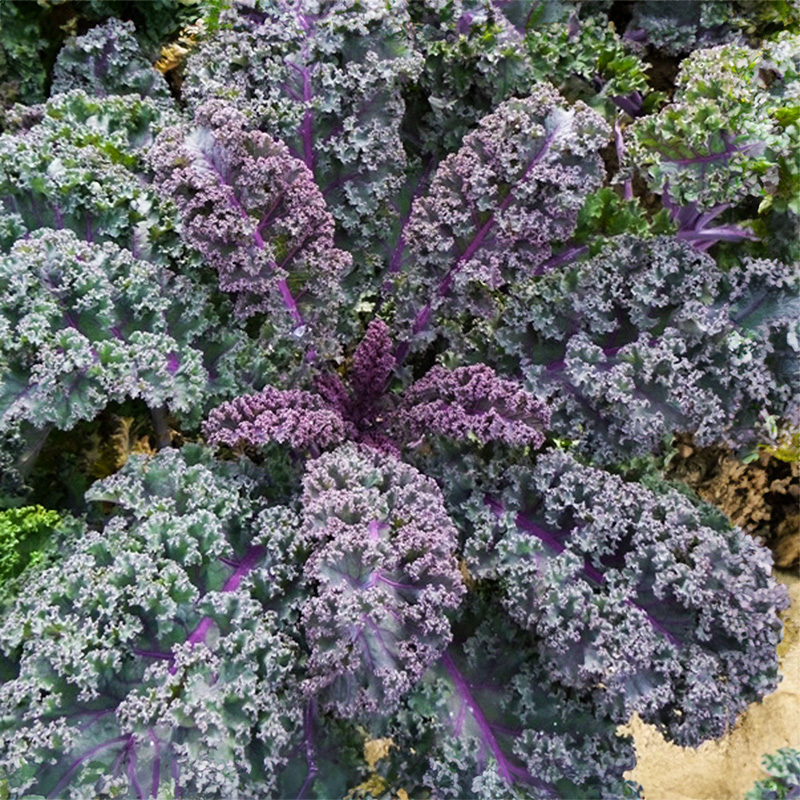 Brassica oleracea - Boerenkool - Scarlet Purple