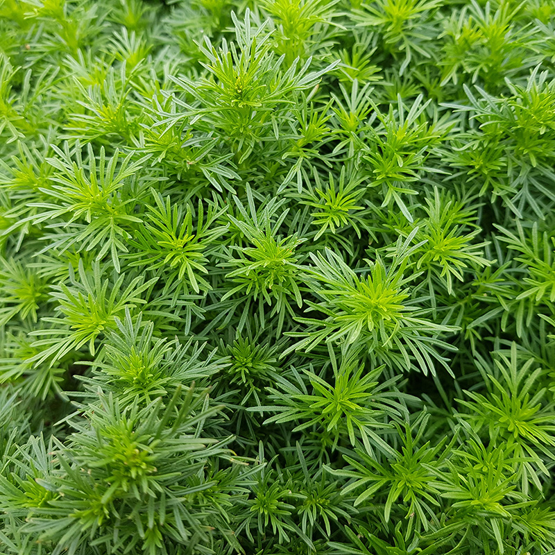 Tagetes filifolia - Dropshot